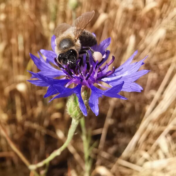 Centaurea cyanus