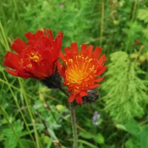 Hieracium aurantiaca (montane Form)
