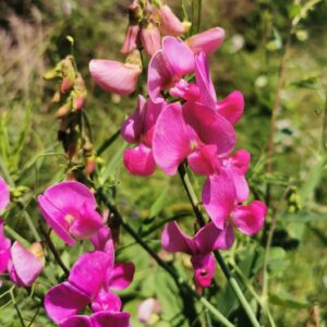 Lathyrus latifolius