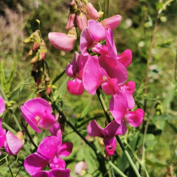 Lathyrus latifolius