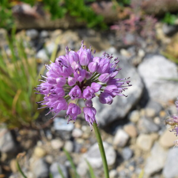 Allium lustanicum