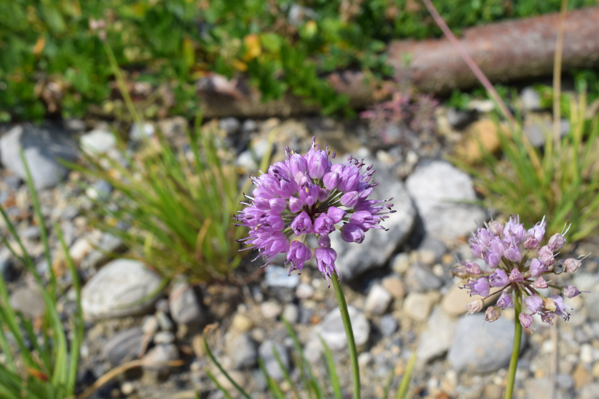 Allium lustanicum - Berg-Lauch