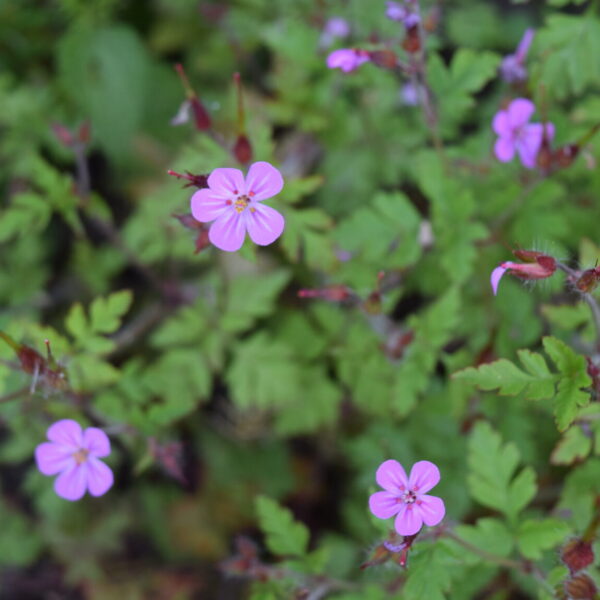 Geranium robertianum