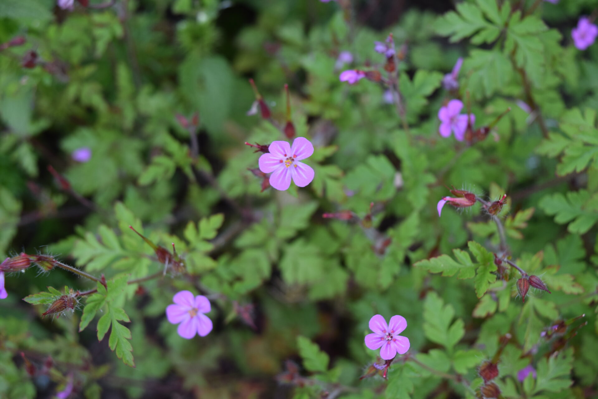 Geranium robertianum - Stinkender Storchschnabel